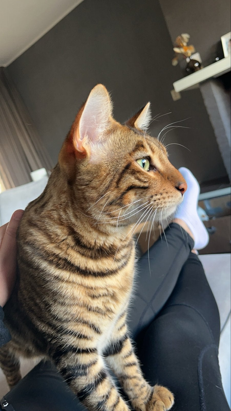 Toyger ras kat, Kater, Kortharig, 0 tot 2 jaar