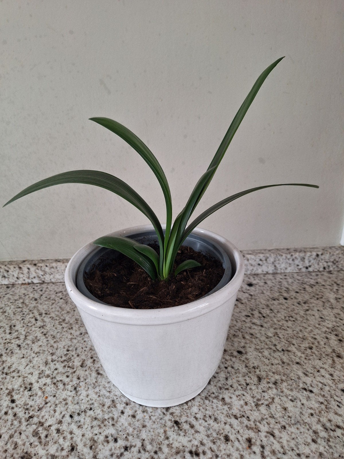 Goed gewortelde oranje Clivia stek, bloeit elk jaar, Huis en Inrichting, Kamerplanten, Ophalen, Halfschaduw, In pot, Minder dan 100 cm
