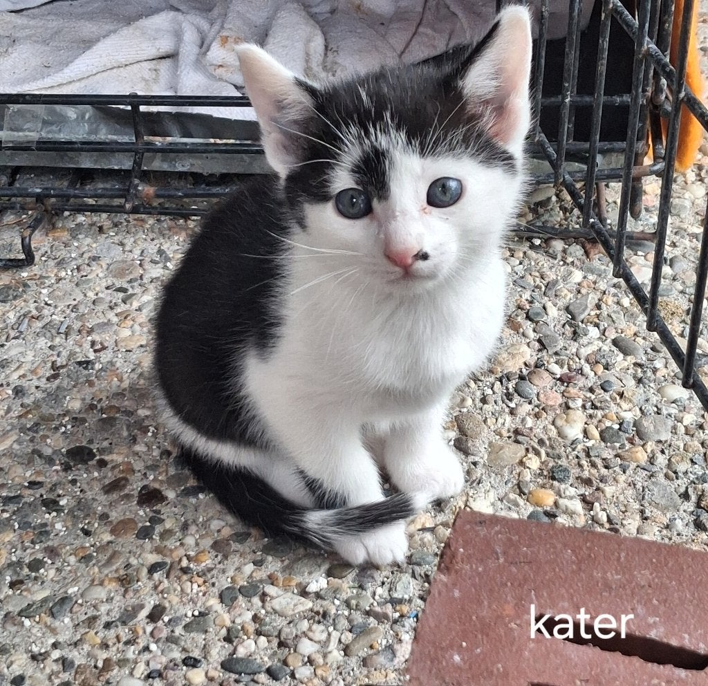Kittens te koop!, Dieren en Toebehoren, Meerdere dieren, Kortharig, 0 tot 2 jaar