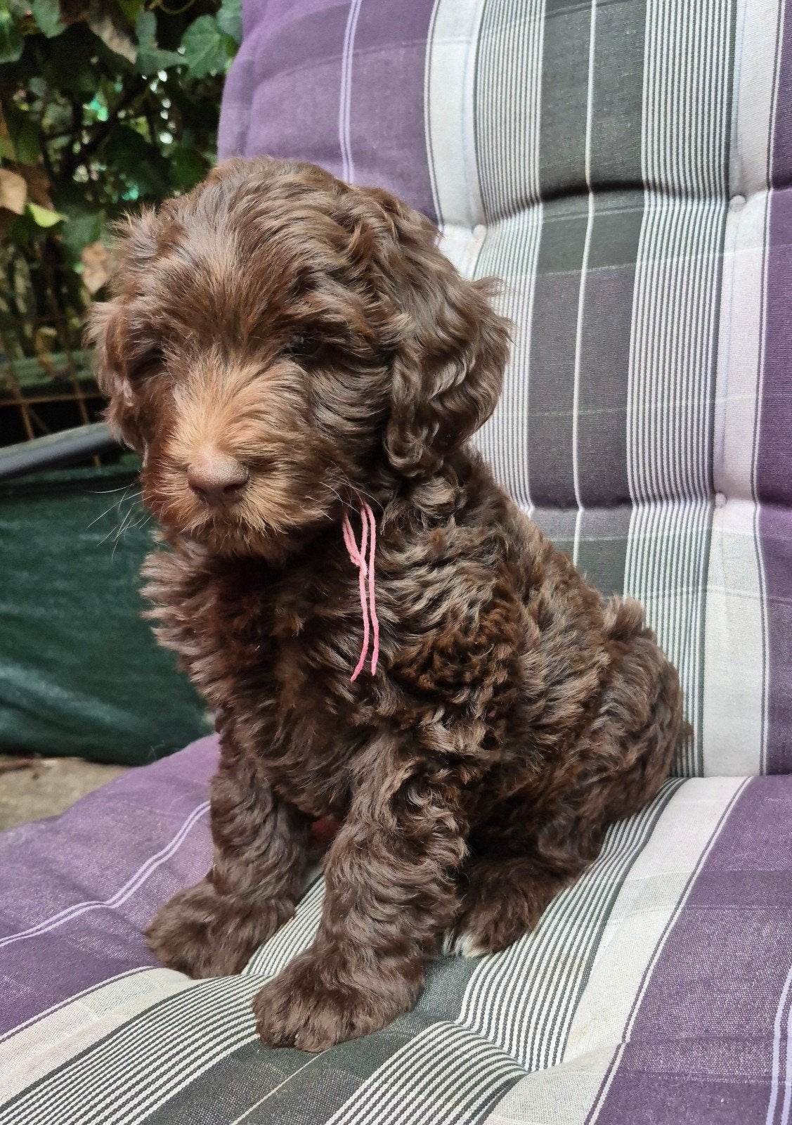 Labradoodle multigen pups, Dieren en Toebehoren, Honden | Retrievers, Spaniëls en Waterhonden, Parvo, Nederland, Overige rassen
