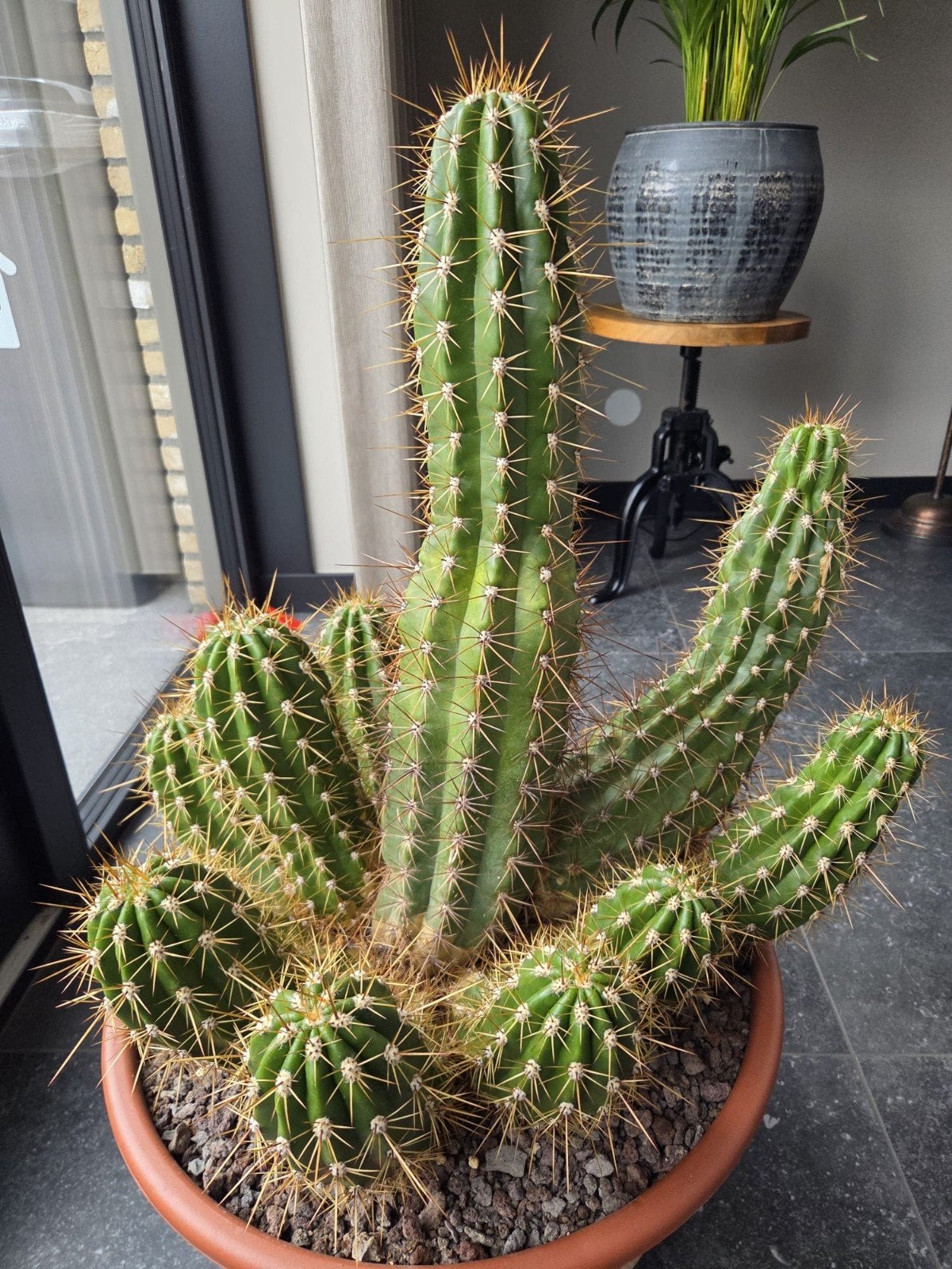 Grote en gezonde Cactus in pot, Ophalen, Minder dan 100 cm, In pot, Cactus