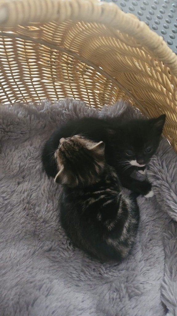 4 april geboren kittens, Poes, Met stamboom, 0 tot 2 jaar