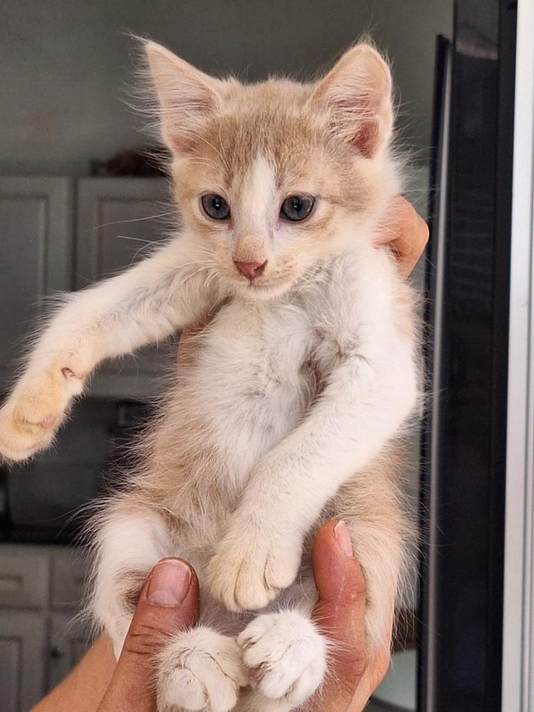 Loki bijna 3 mnd (nog op Cyprus) lief en fluffy, Kater, Langharig