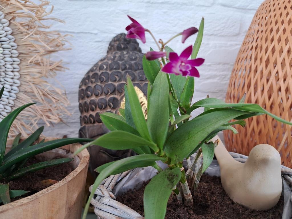 Kleine orchidee in rieten pot, Ophalen, Overige soorten, Halfschaduw, In pot