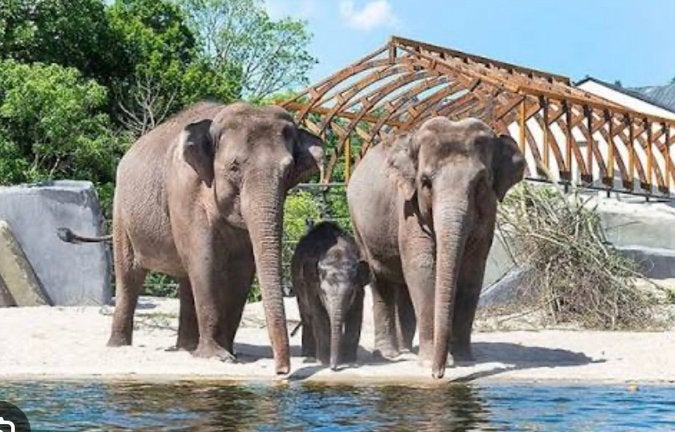 1 Artis Amsterdam dierentuin ticket