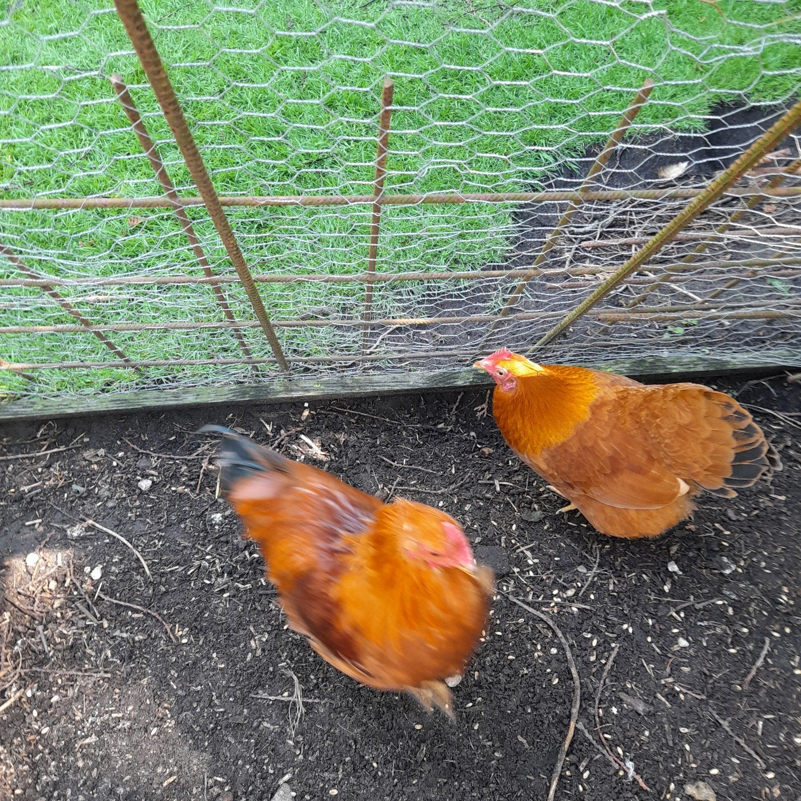 Neuw hamshire, Dieren en Toebehoren, Pluimvee, Mannelijk, Kip