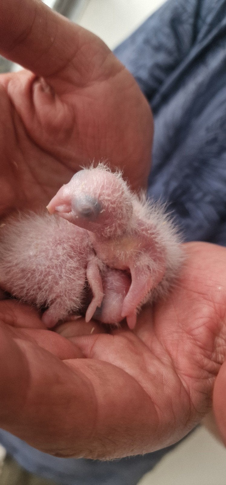 2 jonge caiques te koop. Te reserveren., Dieren en Toebehoren, Pluimvee, Overige soorten, Geslacht onbekend