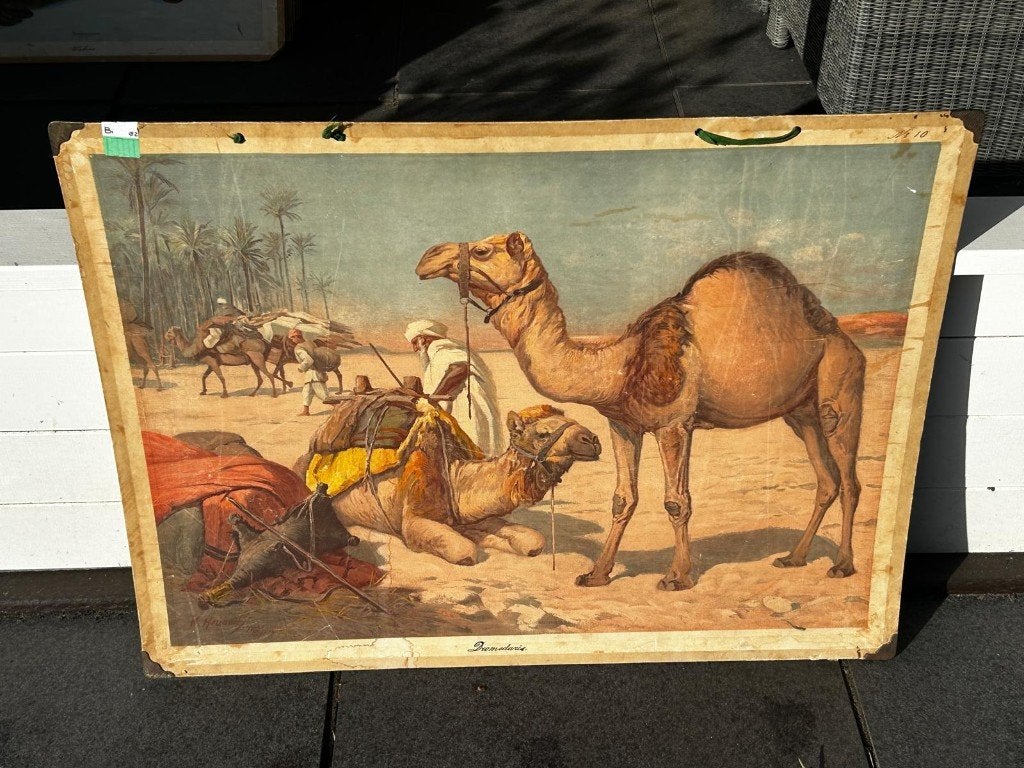 Dromedaris, Antiek en Kunst, Ophalen of Verzenden, Natuur en Biologie