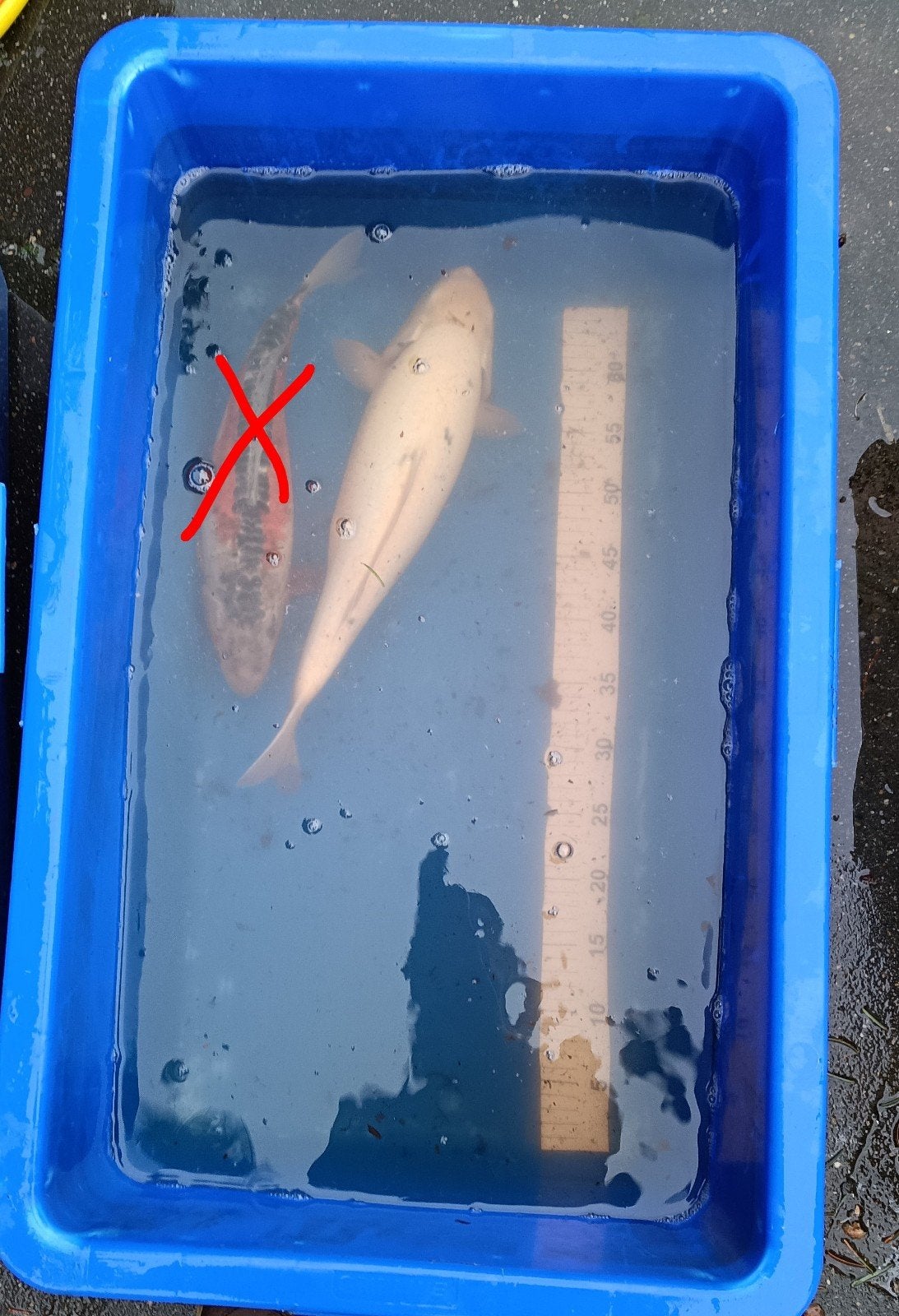diverse koi, Dieren en Toebehoren, Vissen | Vijvervissen, Karper of Koi