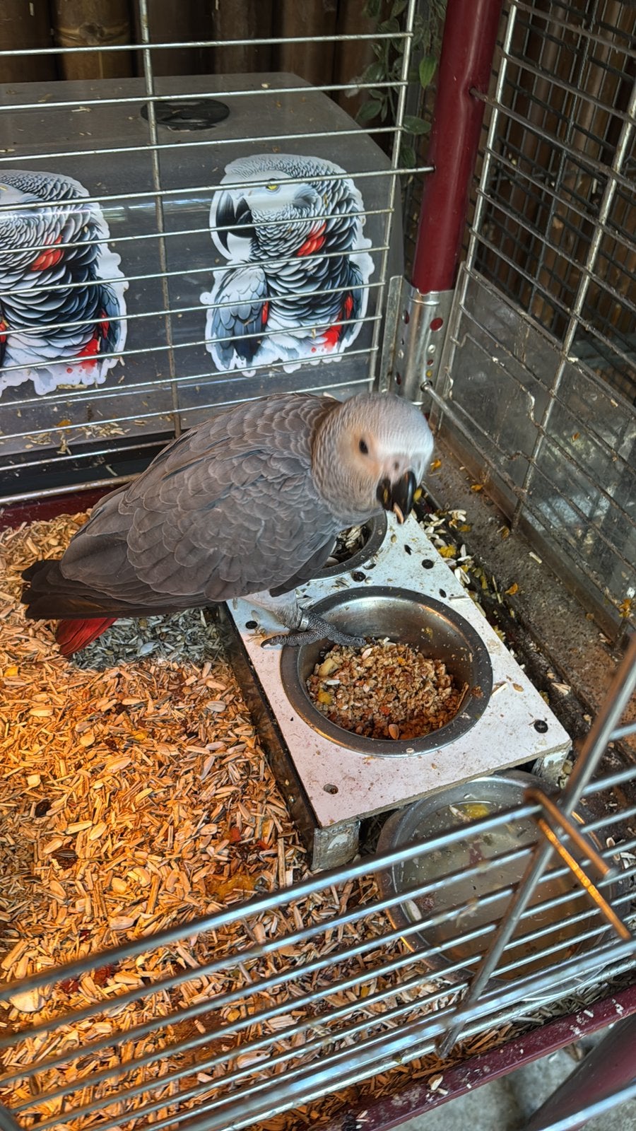 Supertamme congo grijze roodstaart, Dieren en Toebehoren, Mannelijk, Papegaai
