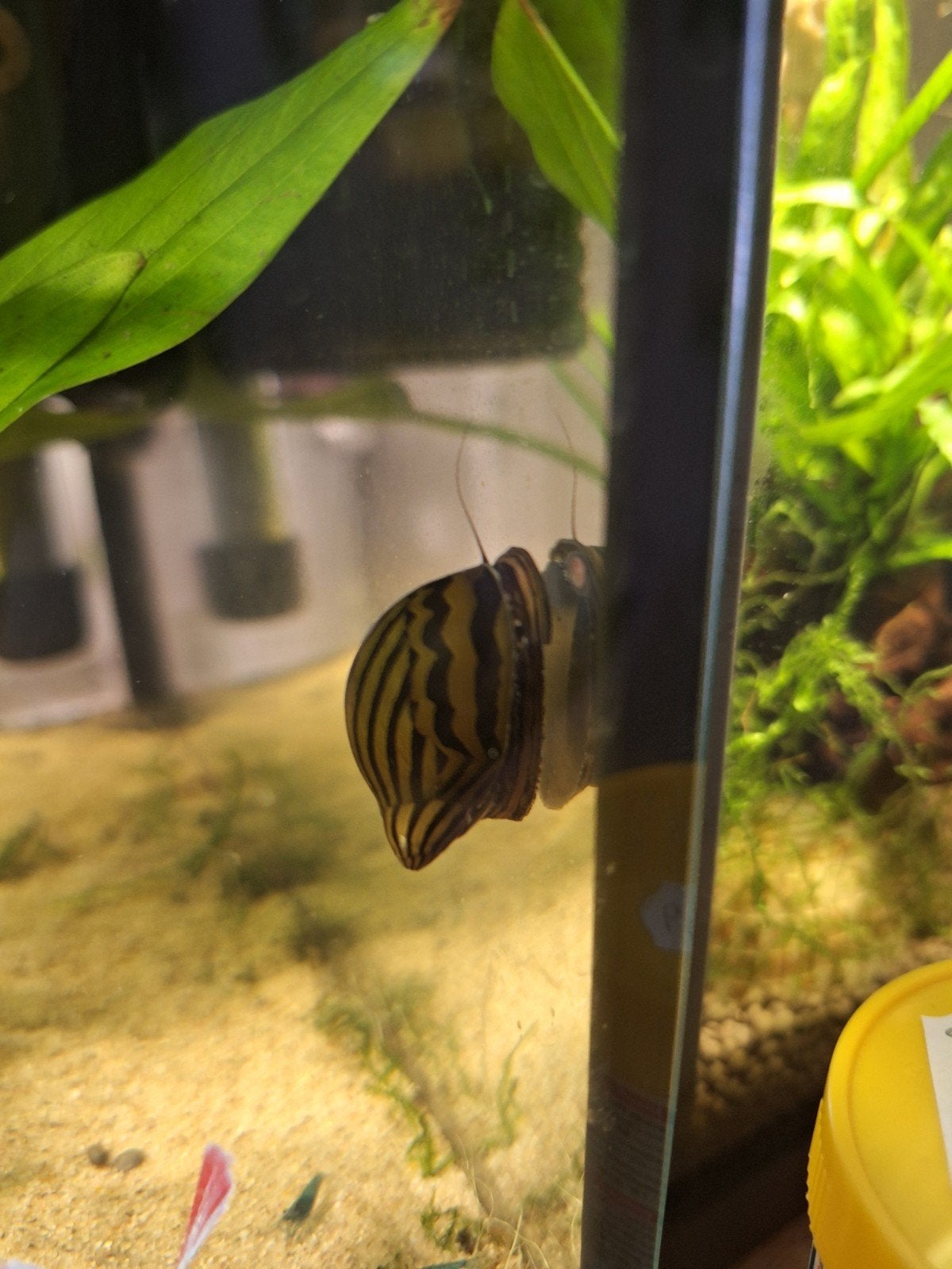 zebraslak