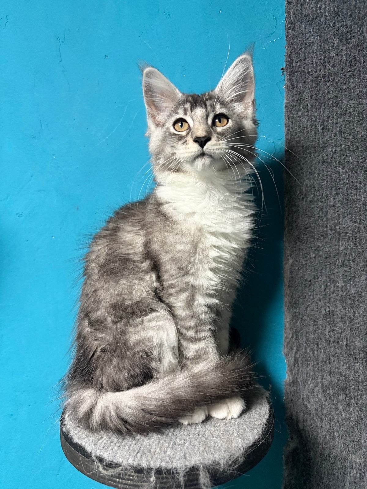 Maine Coon Kittens met Stamboom N/N op HCM/PKD/SMA main coon, Dieren en Toebehoren, Meerdere dieren, Met stamboom
