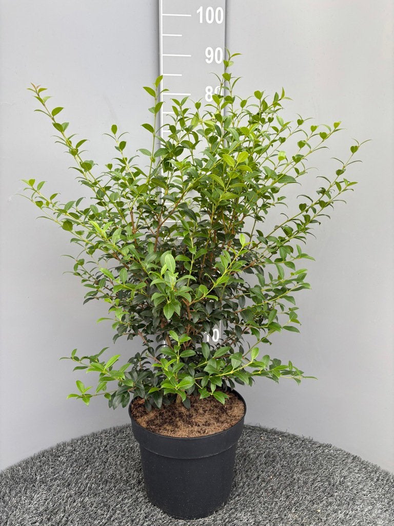 Osmanthus  burkwoodii / 70/80 cm pot / GROENBLIJVEND, Ophalen of Verzenden, Overige soorten, Struik