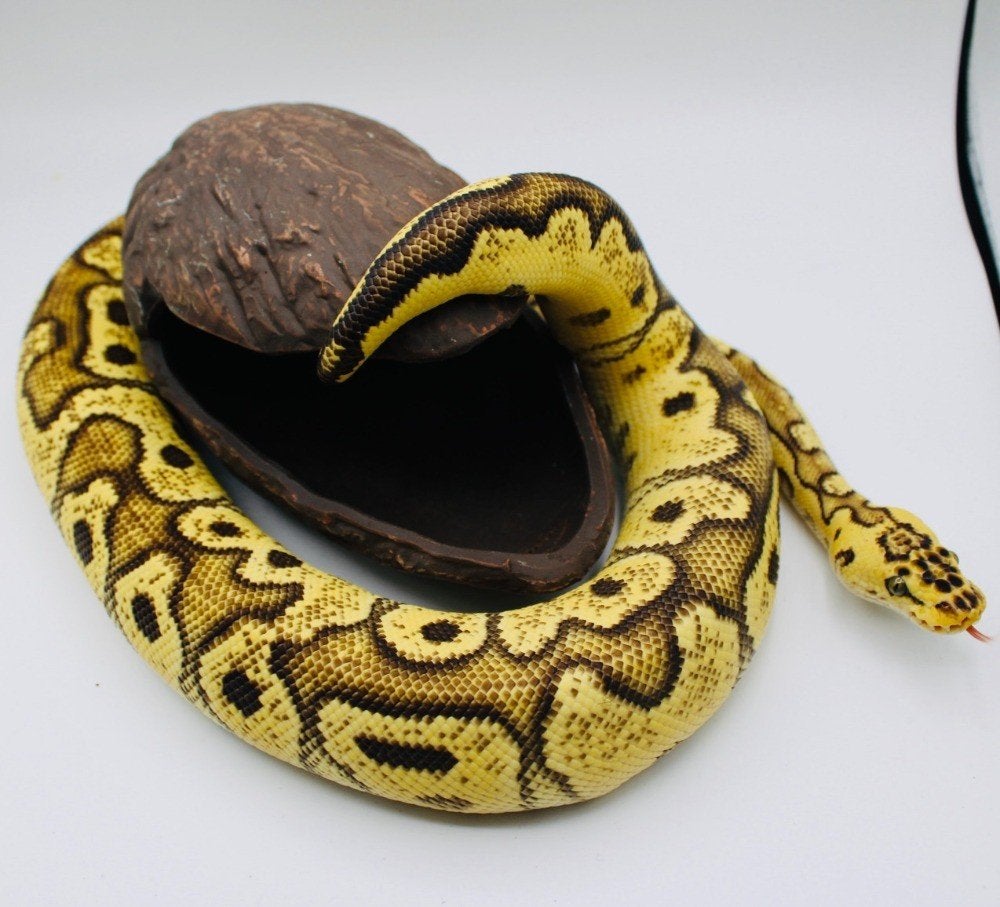 Ball Python/RegiusPython/1.0 Bongo Enchi Pastel Clown/, Dieren en Toebehoren, Slang, 3 tot 6 jaar