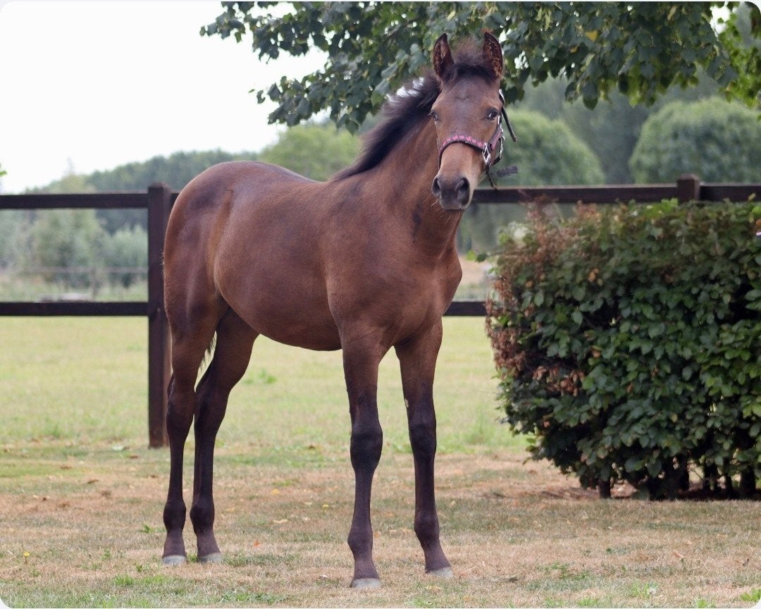 Prachtig merrie veulentje, Dieren en Toebehoren, Paarden, Merrie, Minder dan 160 cm, Dressuurpaard, 0 tot 2 jaar