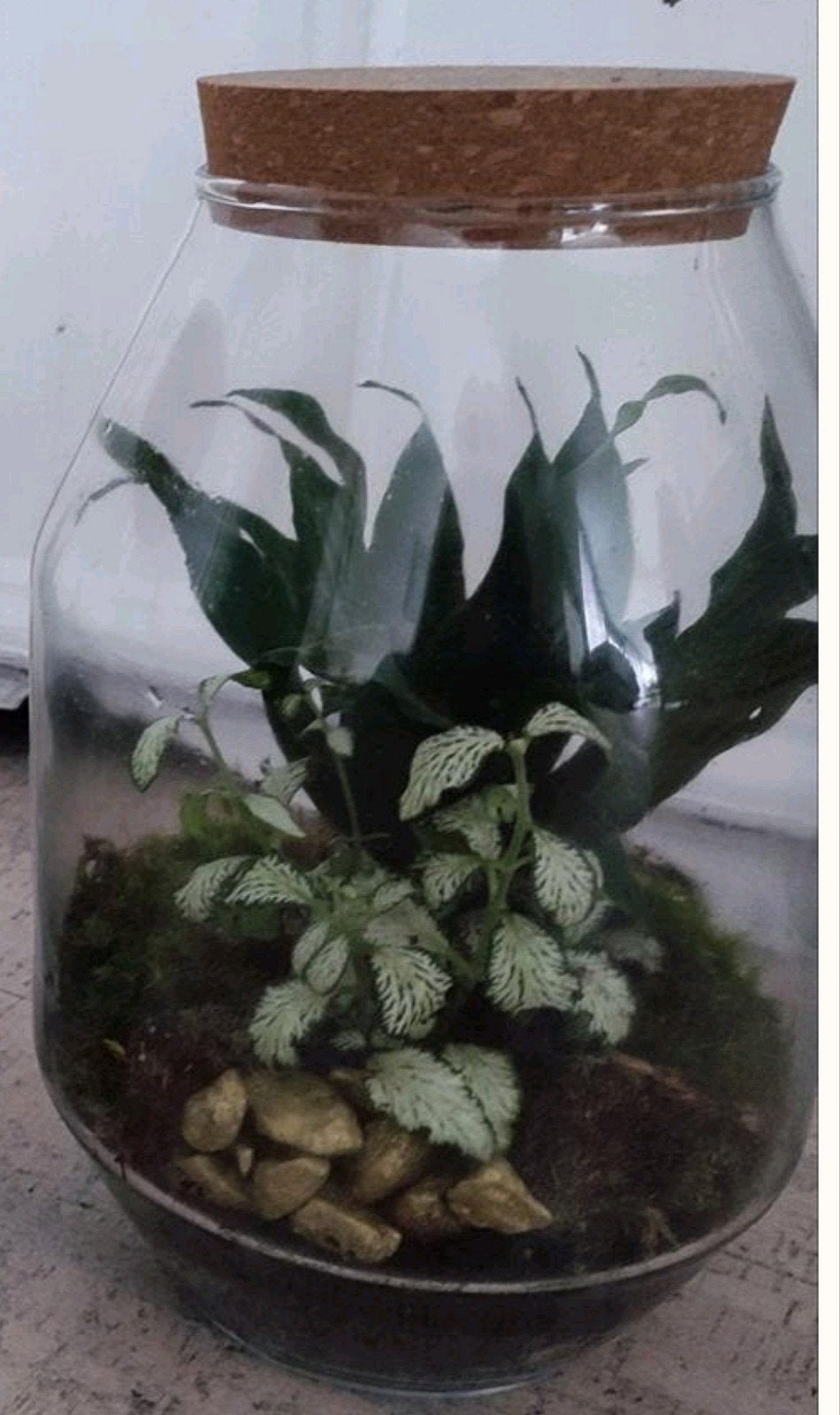 Terrarium kamerplanten in glazen pot met kurk 26 cm, p.st., Huis en Inrichting, Kamerplanten, Ophalen of Verzenden, Cactus, Halfschaduw