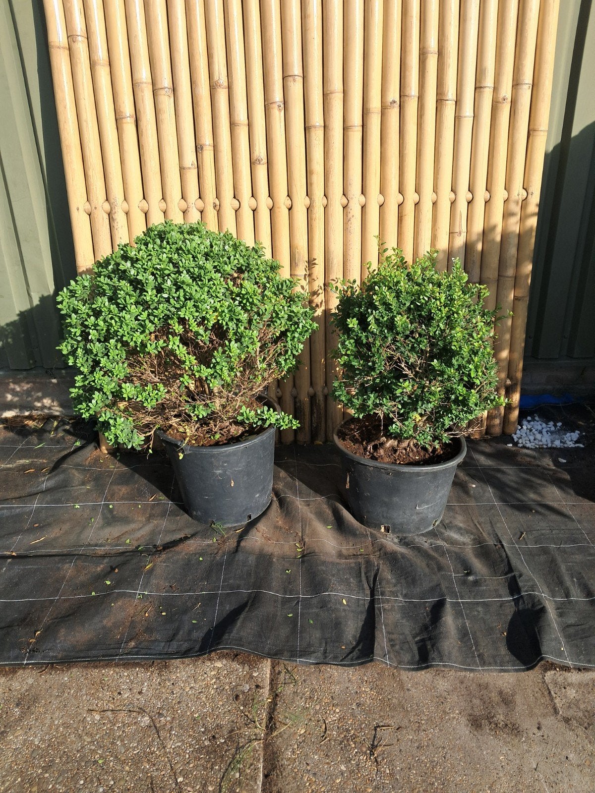 Ilex Crenata Dark Green - Japanse Hulst, Vaste plant, Bloeit niet, Halfschaduw, Ophalen