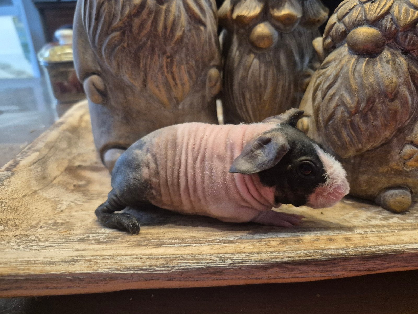 Skinny cavia zeugje, Mei, Vrouwelijk, Cavia