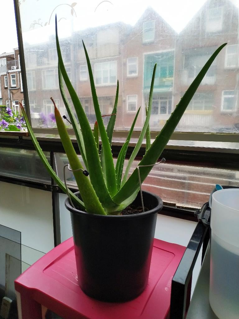 Aloe Vera, Ophalen, Overige soorten, Halfschaduw, In pot