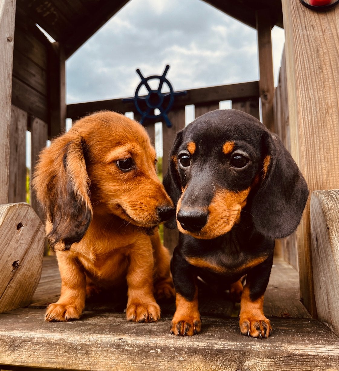Teckel pups, Dieren en Toebehoren, Parvo, 8 tot 15 weken, Korthaar, Dwerg