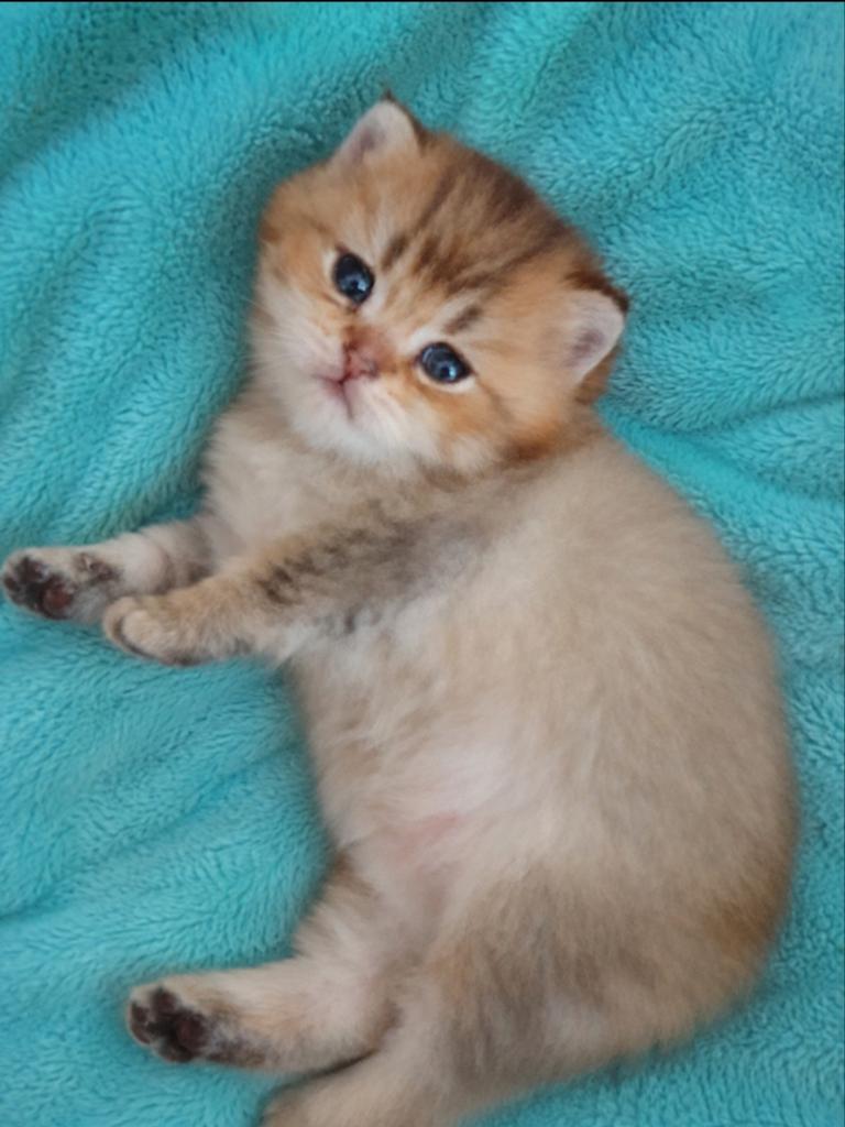 Brits Korthaar/Langhr kittens silver/gold/tabby/shaded/point, Meerdere dieren, Met stamboom