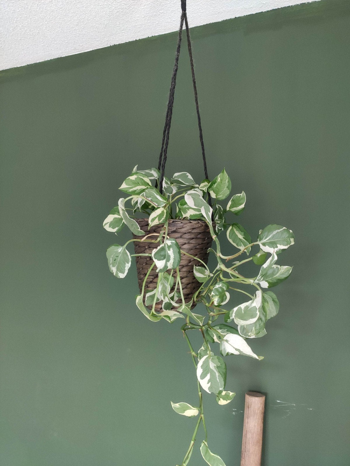 Scindapsus N'Joy hangplant in pot, Ophalen, Overige soorten, Halfschaduw, In pot