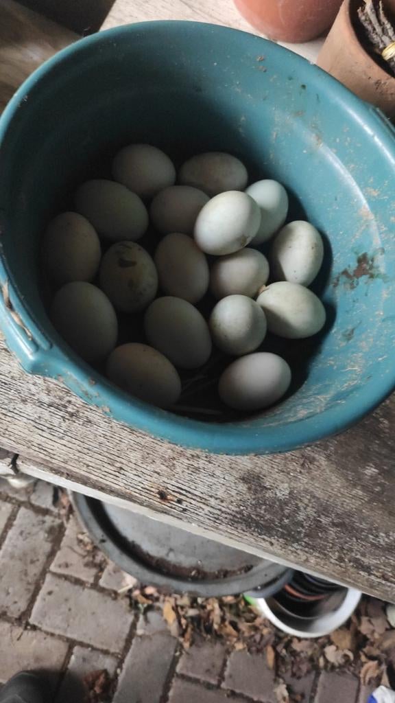 Eendeneieren (niet bevrucht) per 10 stuks, Dieren en Toebehoren, Pluimvee, Geslacht onbekend, Eend
