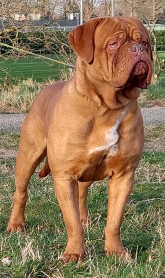 Bordeauxdog bordeaux dog dekreu hd ed getest., Parvo, Meerdere, 3 tot 5 jaar, Nederland
