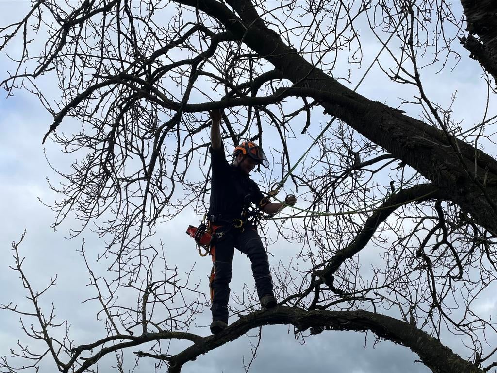Boomverzorging: snoeien, kappen, stronken frezen, Tuinonderhoud of Snoeiwerk