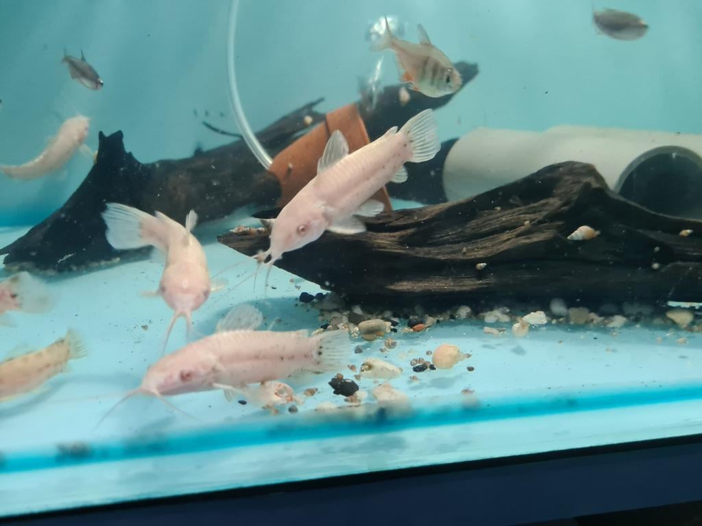 Albino Kwi Kwi meervallen, Hoplosternum Thoracatum Albino, Dieren en Toebehoren, Vissen | Aquariumvissen, Vis, Zoetwatervis