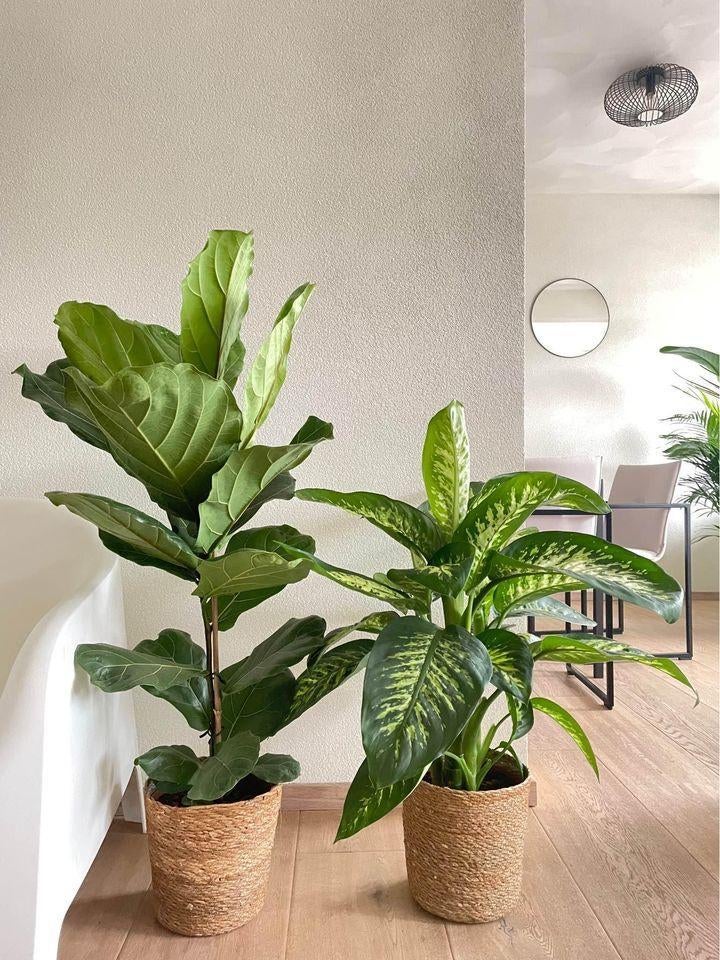 2 for 85- Ficus Lyrata and Dieffenbachia Tropic Snow, Ficus, In pot, Minder dan 100 cm, Halfschaduw