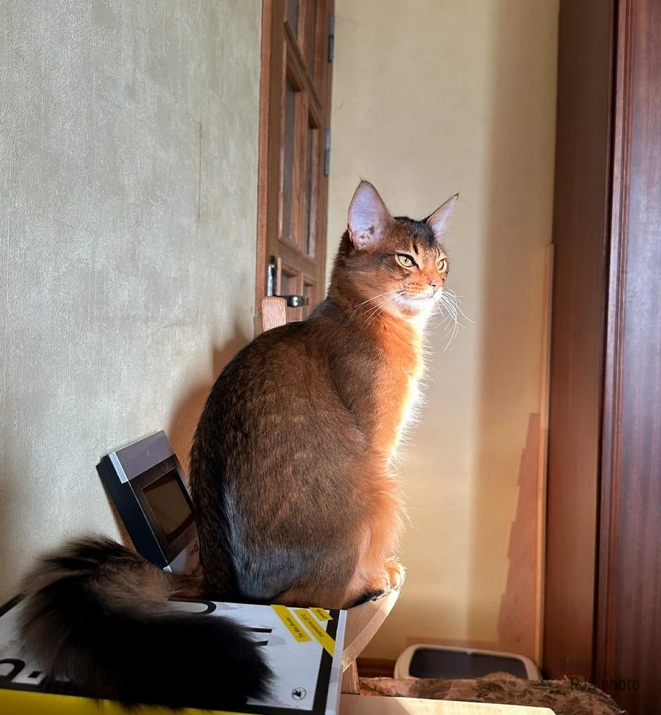 Somali kitten, Dieren en Toebehoren, Meerdere dieren