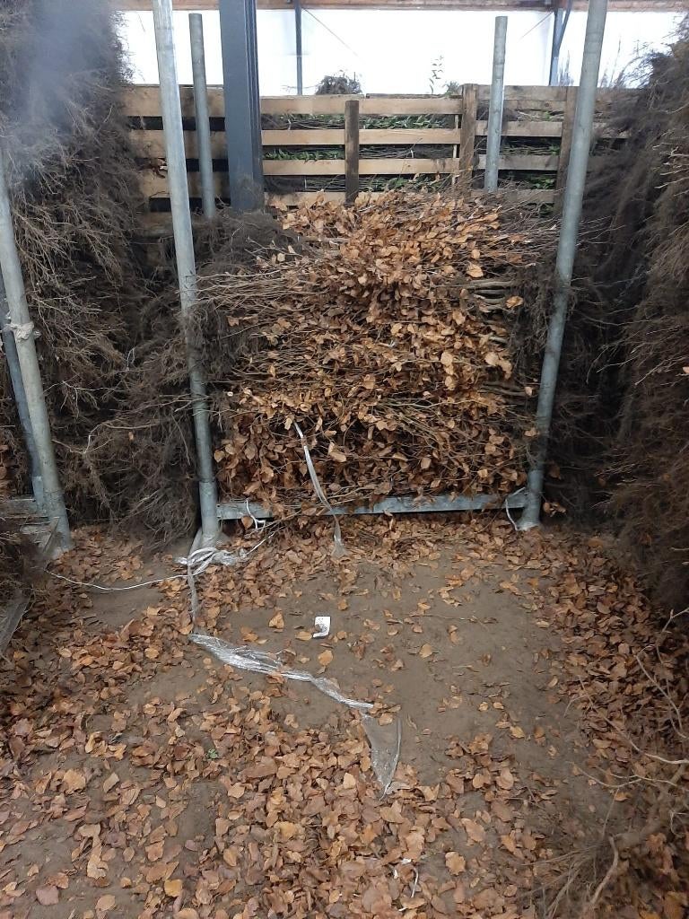 HAAG BLADHOUDENDE Beuk Fagus sylvatica  BEUKEN-AANBIEDING, Ophalen of Verzenden, Beukenhaag, Haag, Minder dan 100 cm