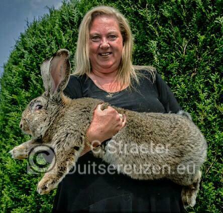 De ECHTE Duitse reus konijnen., Dieren en Toebehoren, Konijnen, Meerdere dieren, Groot, 0 tot 2 jaar