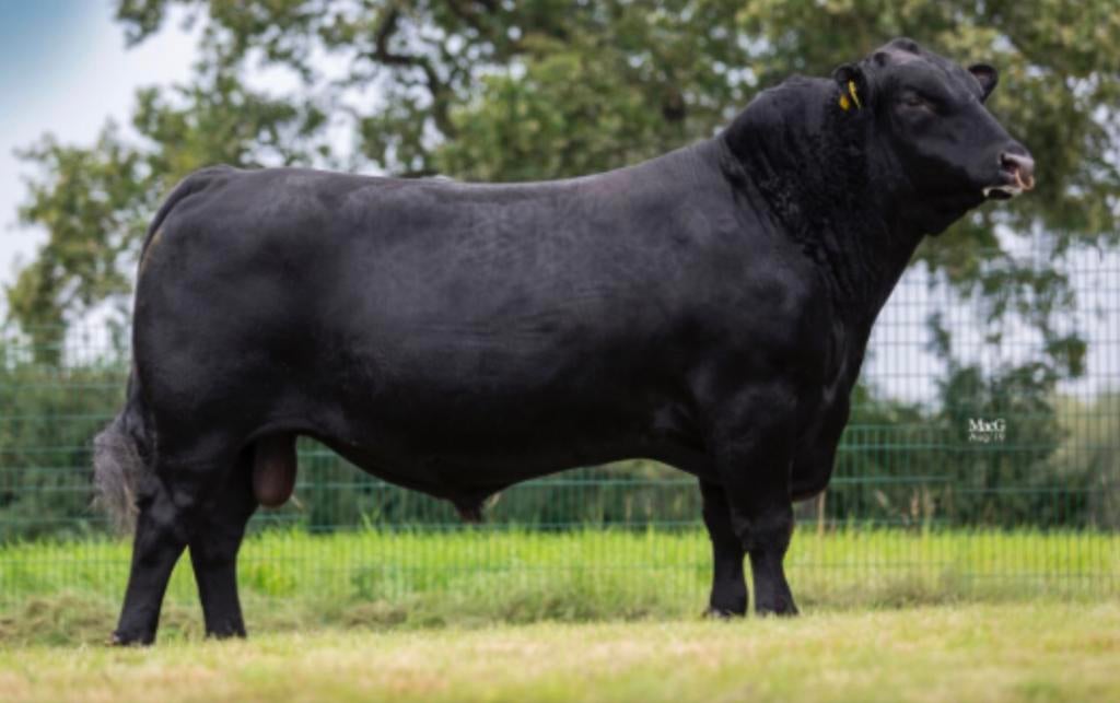 1/4 of 1/8 deel Black Angus vlees, Zakelijke goederen, Agrarisch | Aardappelen, Groenten, Fruit en Vlees, Ophalen
