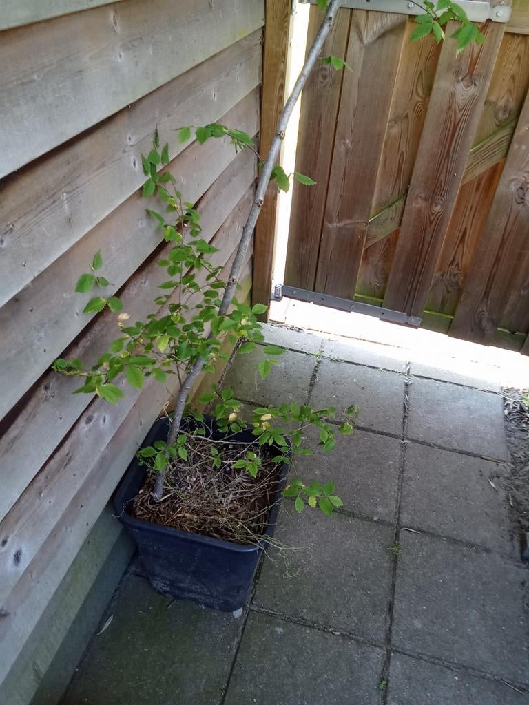 Linde boom, ongeveer 8 jaar oud, in pot, Tuin en Terras, Planten | Bomen, Ophalen, In pot, Volle zon, Overige soorten