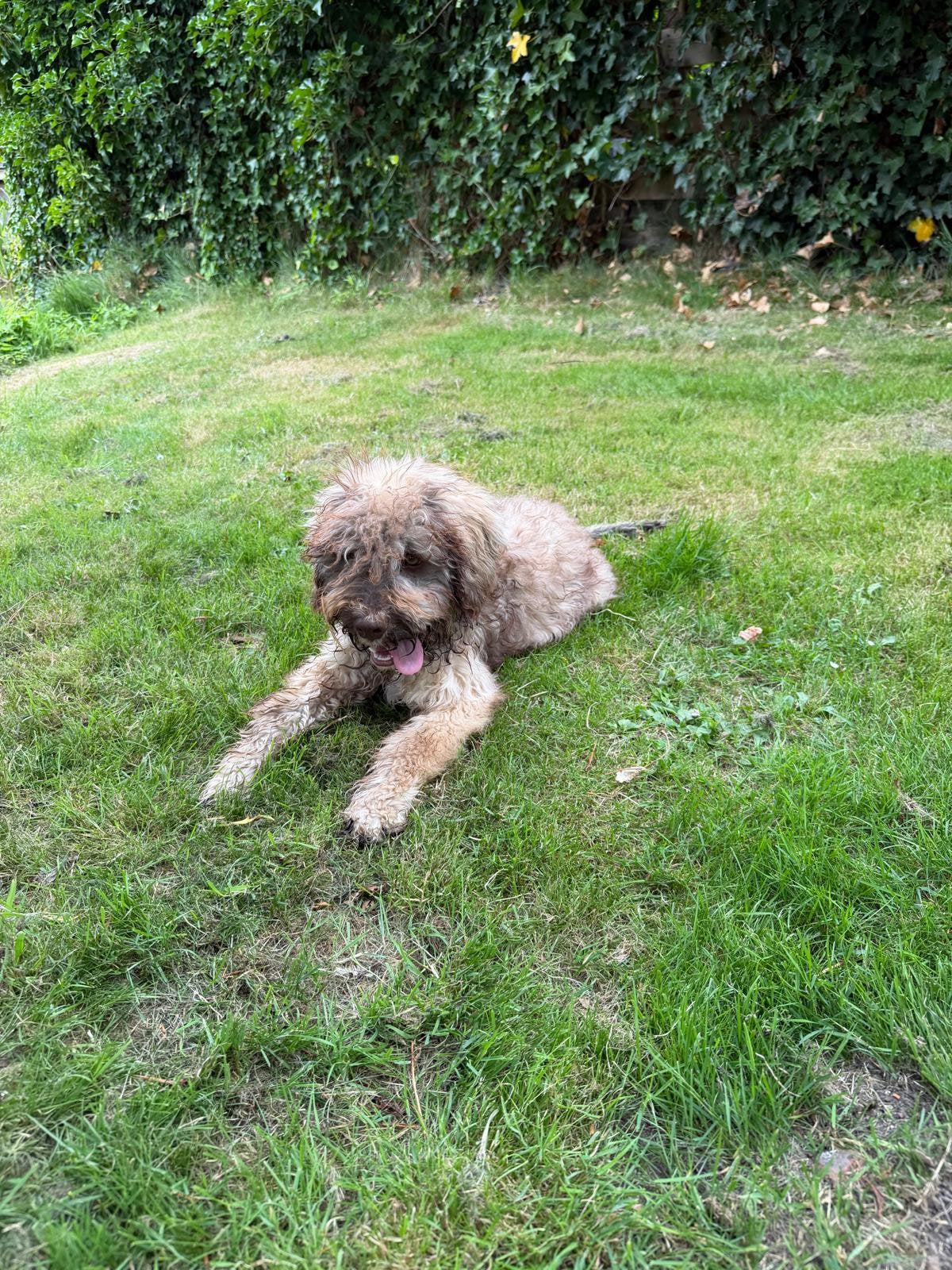 Lagotto Romagnolo, Dieren en Toebehoren, 8 tot 15 weken, Parvo, Eén hond, Nederland