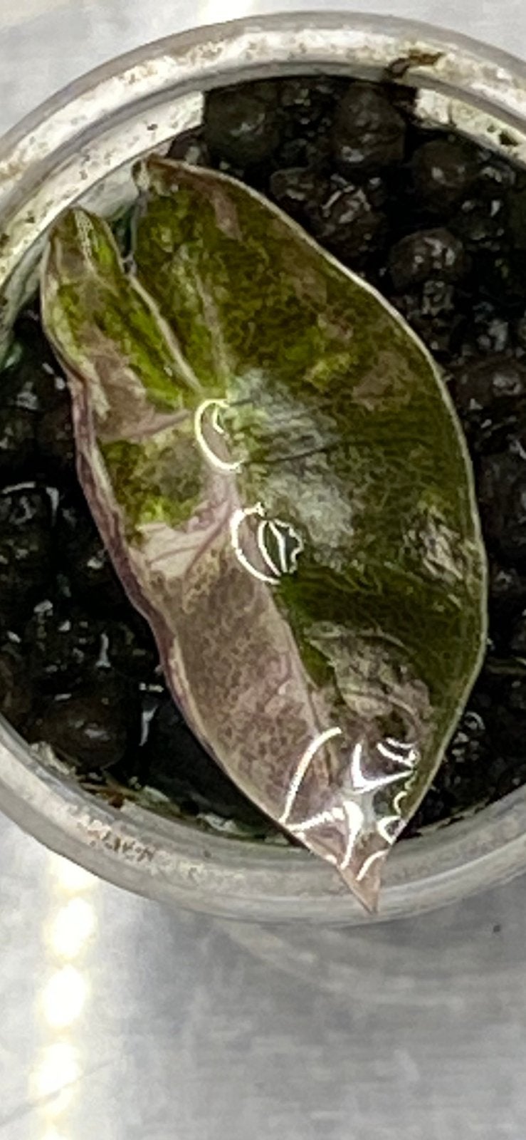 Alocasia pseudo sanderina pink plantje, Ophalen of Verzenden, Halfschaduw, Minder dan 100 cm
