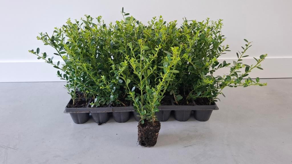 Ilex Crenata Green Hedge / Japanse Hulst, Ophalen of Verzenden, Hulst, Minder dan 100 cm