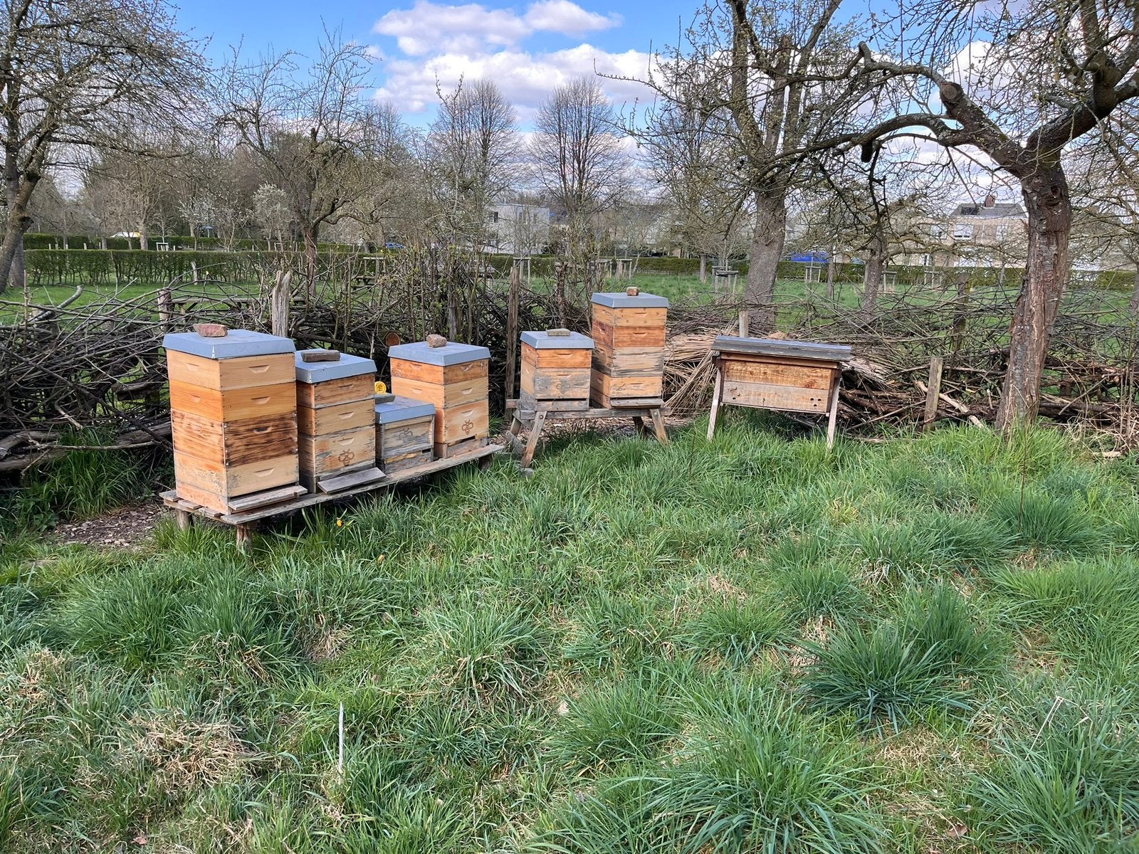 Bijenvolk te koop Carnica 10 raams, Dieren en Toebehoren, Insecten en Spinnen, Bijen
