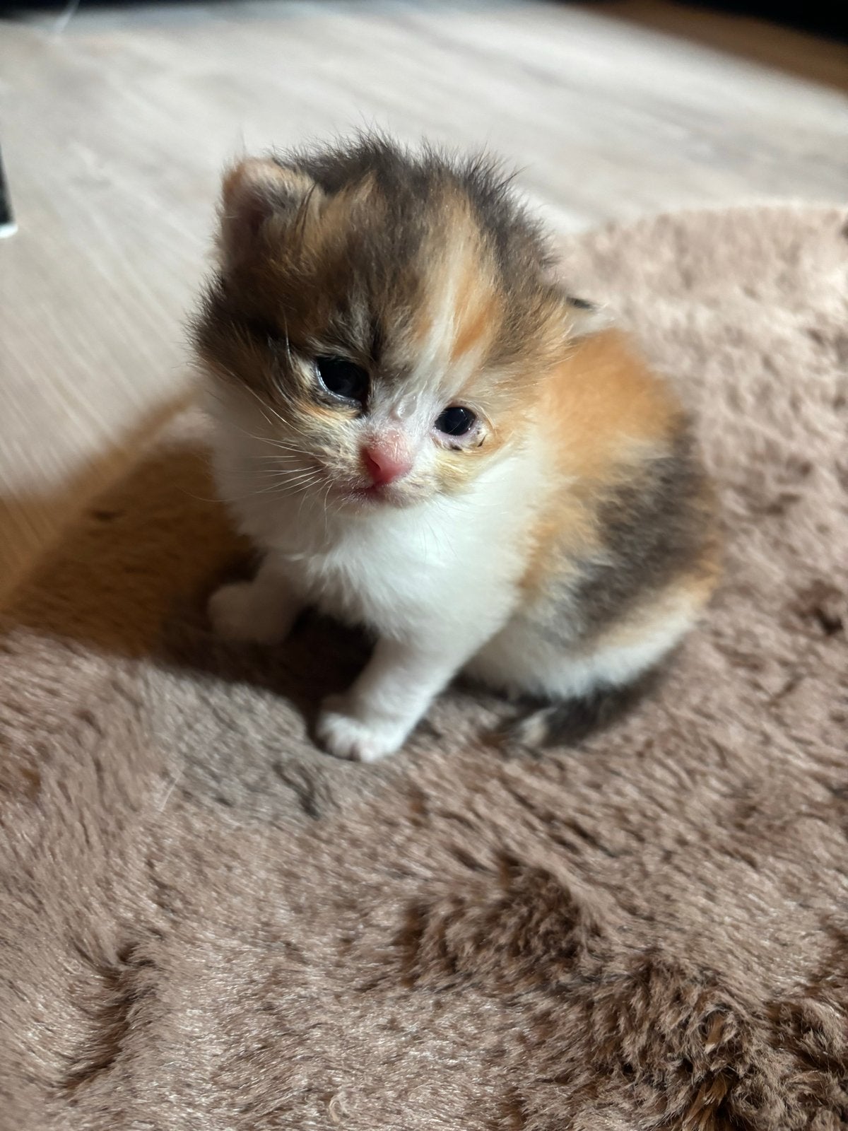 Neva masquerade kitten tortie (vrouw), Dieren en Toebehoren, Poes