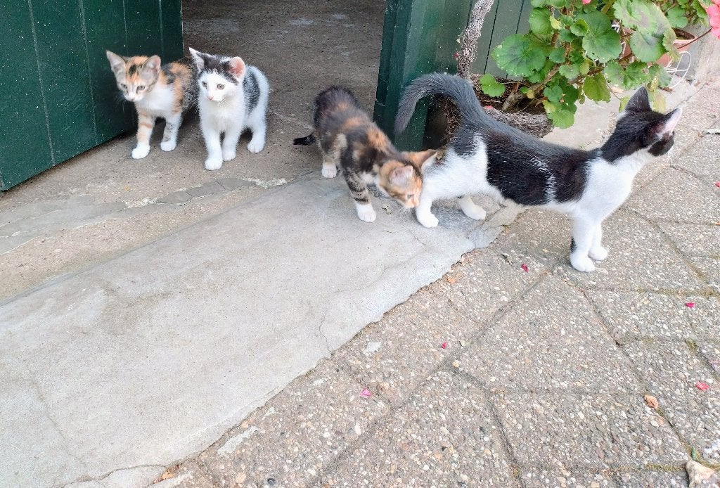 Kittens te koop, Dieren en Toebehoren, Katten en Kittens | Overige Katten, Meerdere dieren, Kortharig, 0 tot 2 jaar