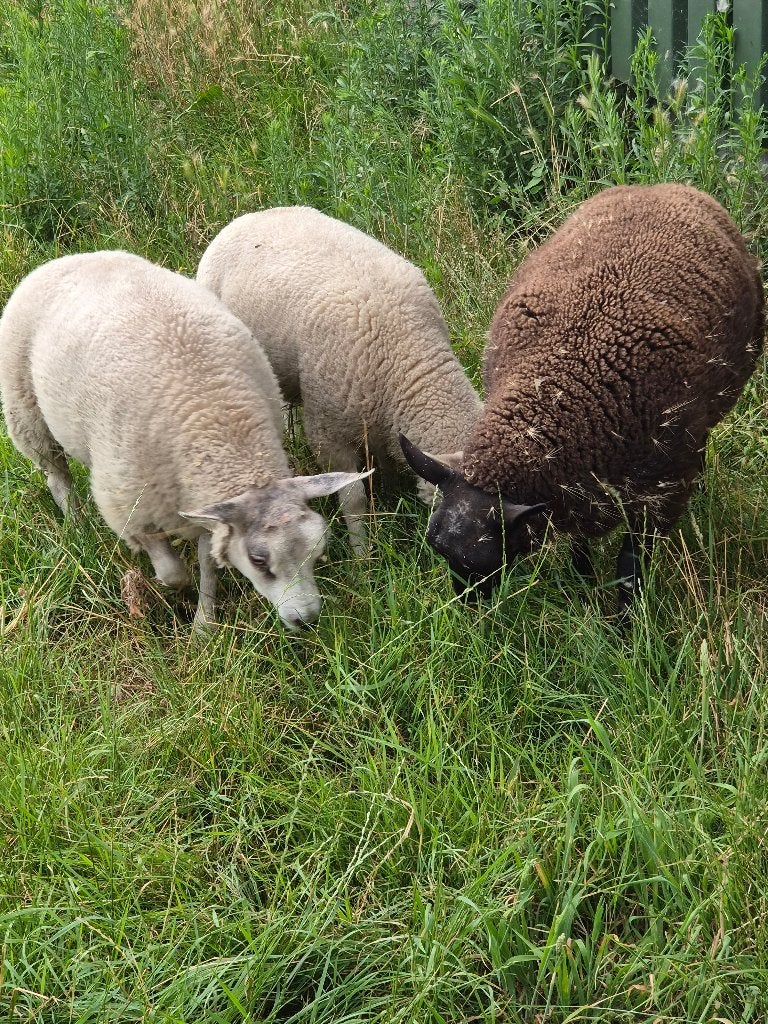 MOOIE Lammeren!!, Dieren en Toebehoren, Schapen, Geiten en Varkens, Meerdere dieren, Schaap, 0 tot 2 jaar