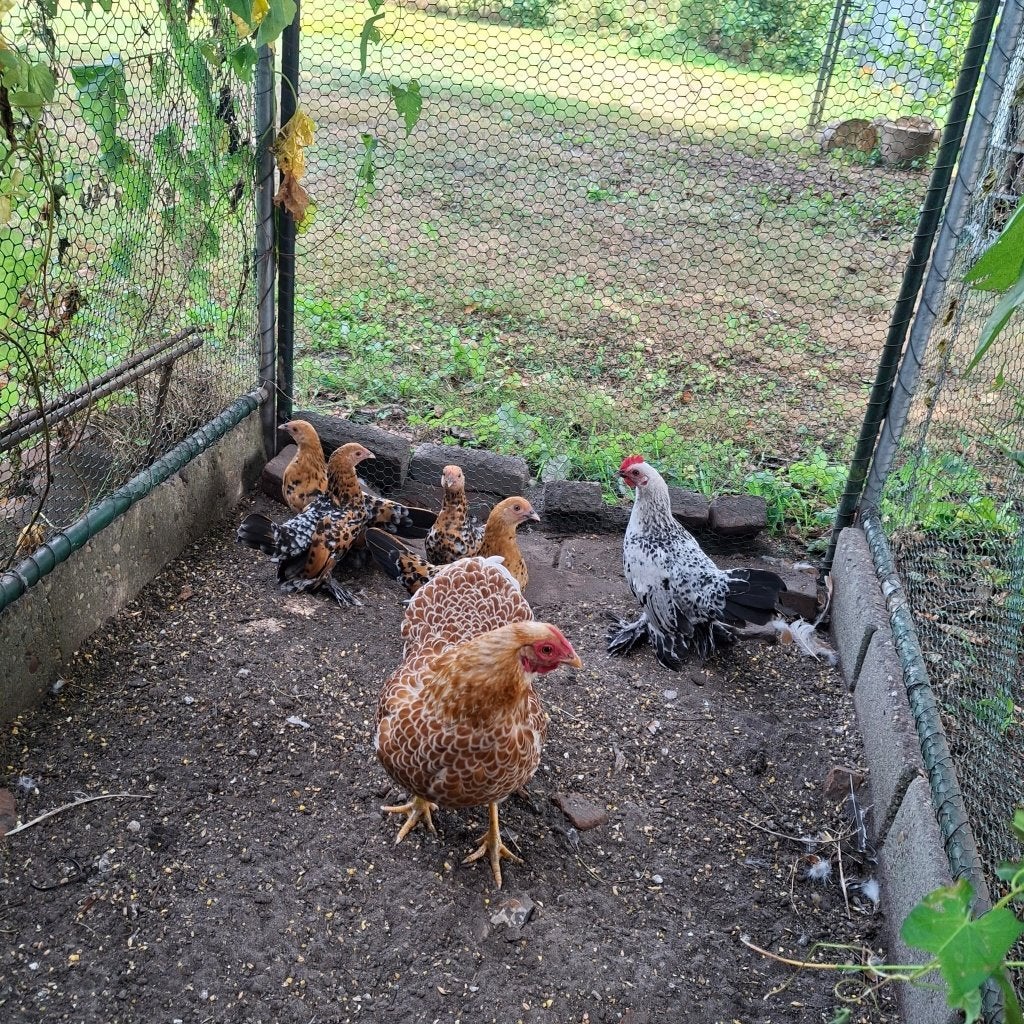 Sabelpoot krielkippen kuikens / Sabelpootkriel, Dieren en Toebehoren, Pluimvee, Meerdere dieren, Kip
