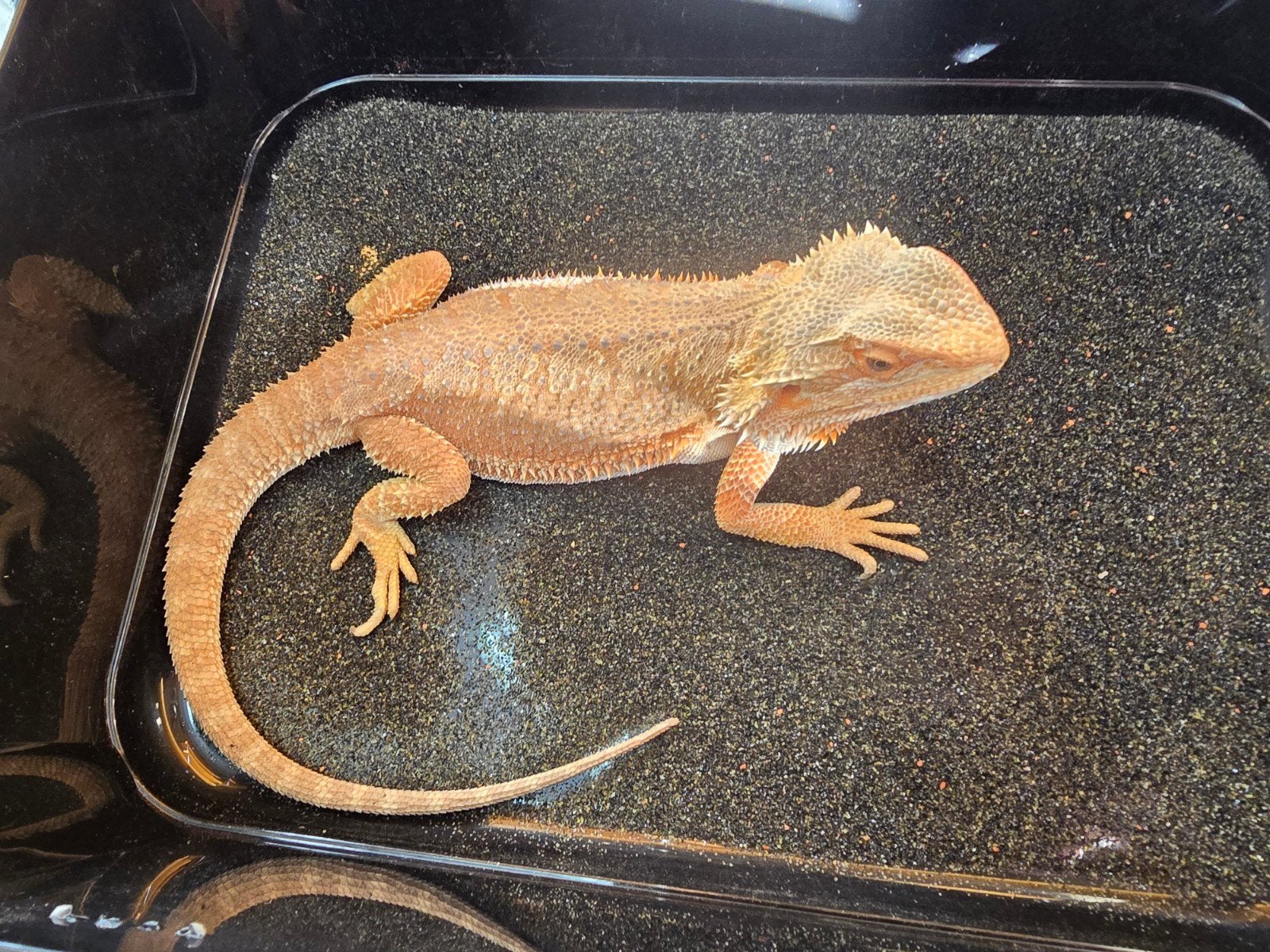 Prachtige vrouwelijke baardagaam (Pogona vitticeps) Bearded Dragon - female for sale from LOST TREASURES