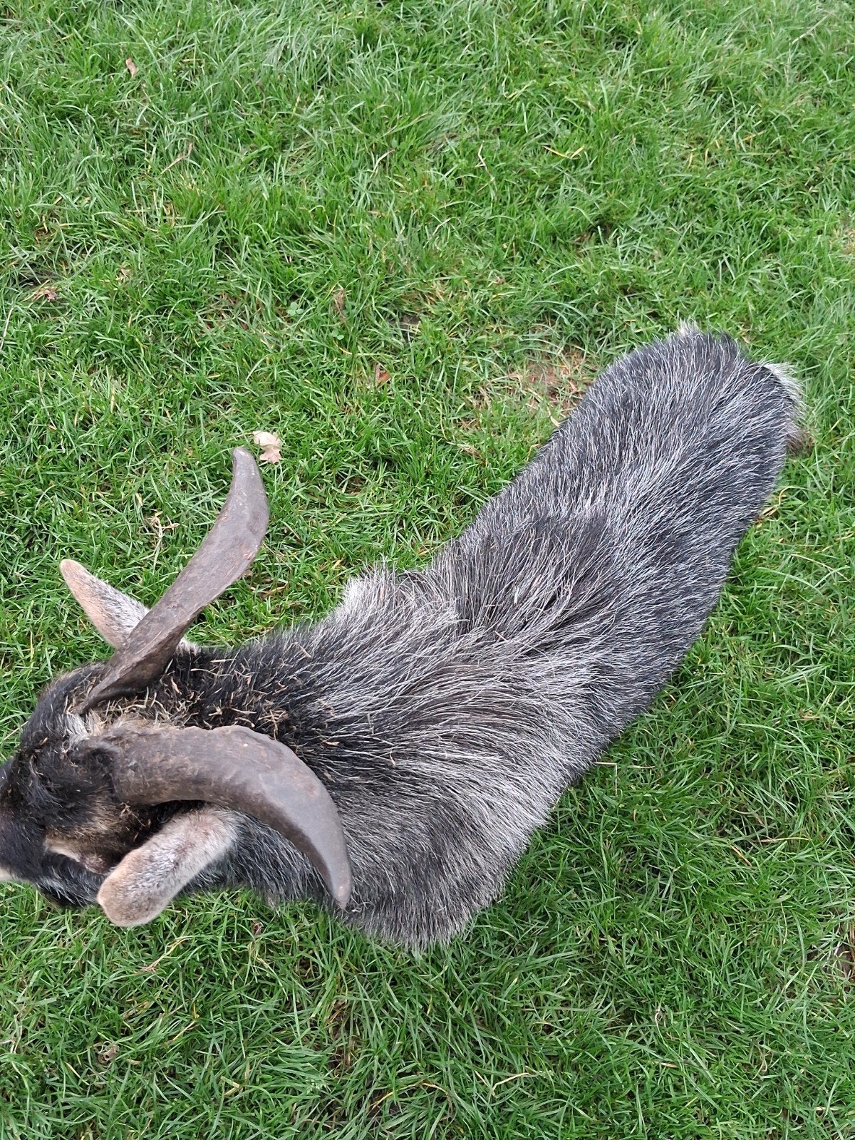 grijstan dwerggeit bok, Dieren en Toebehoren, Mannelijk, Geit, 0 tot 2 jaar