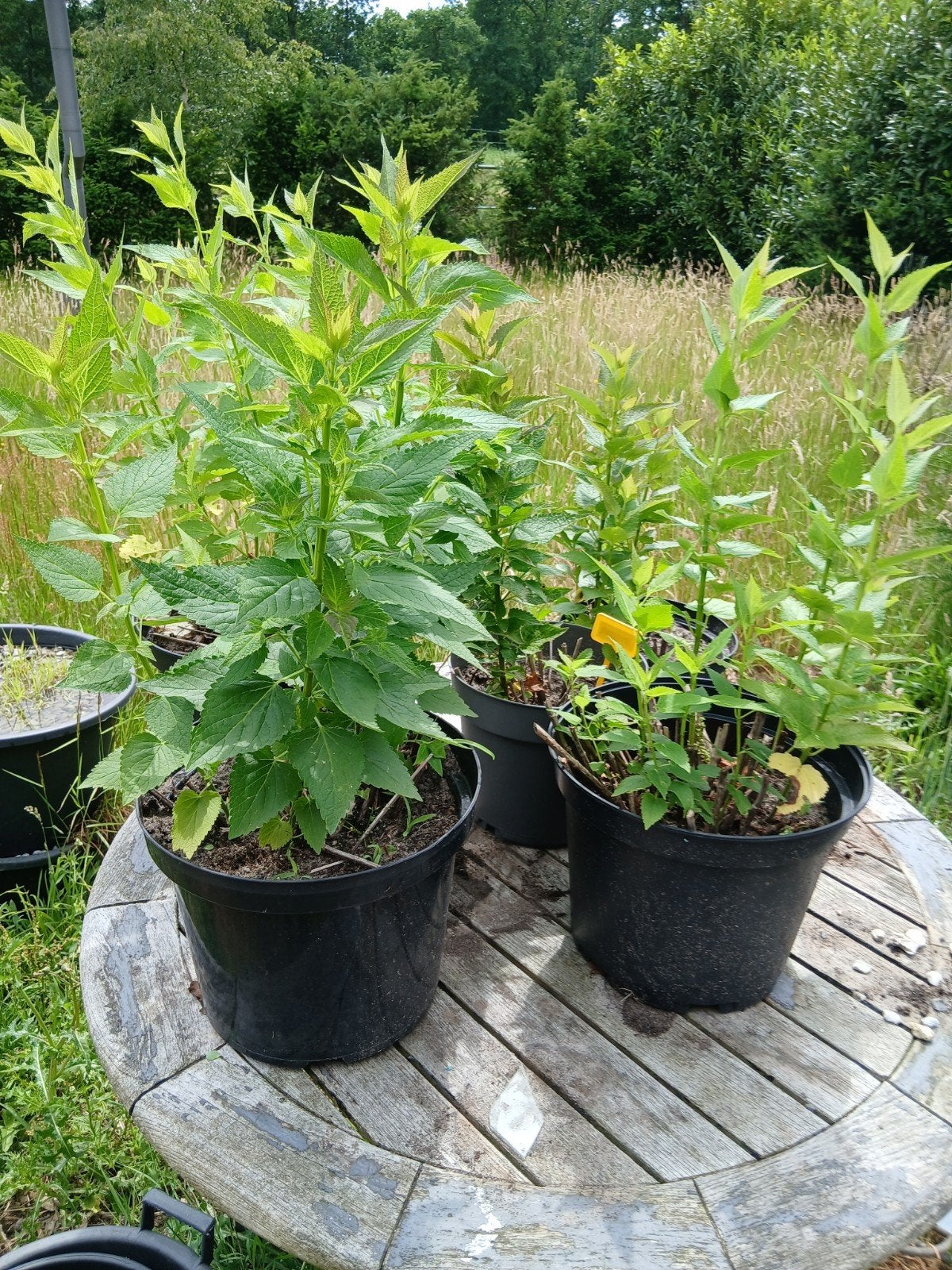 Vaste planten, Ophalen, Overige soorten, Minder dan 100 cm