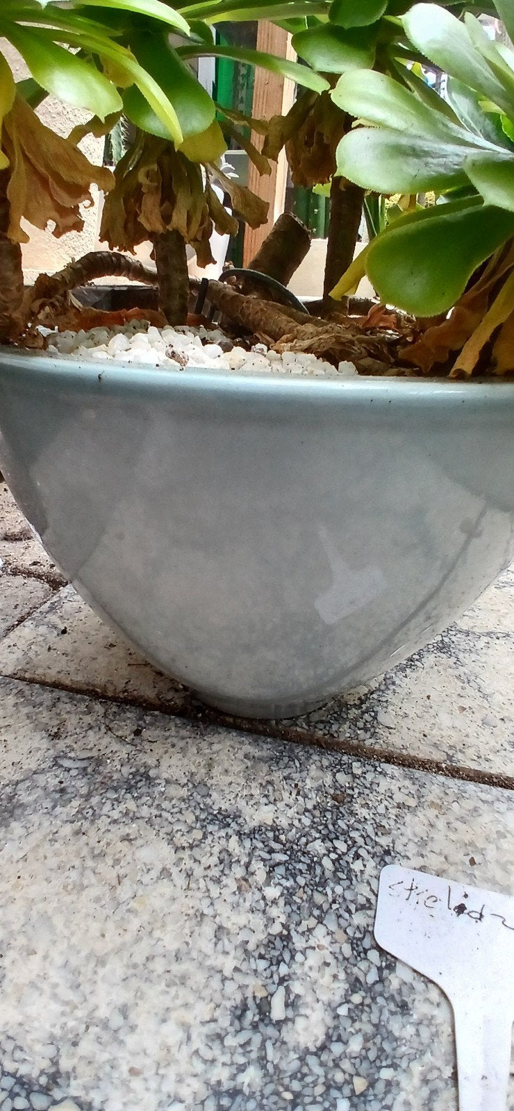 Aeonium 'arboreum' - Prachtige vetplant in pot, Ophalen of Verzenden, In pot, Halfschaduw, Minder dan 100 cm
