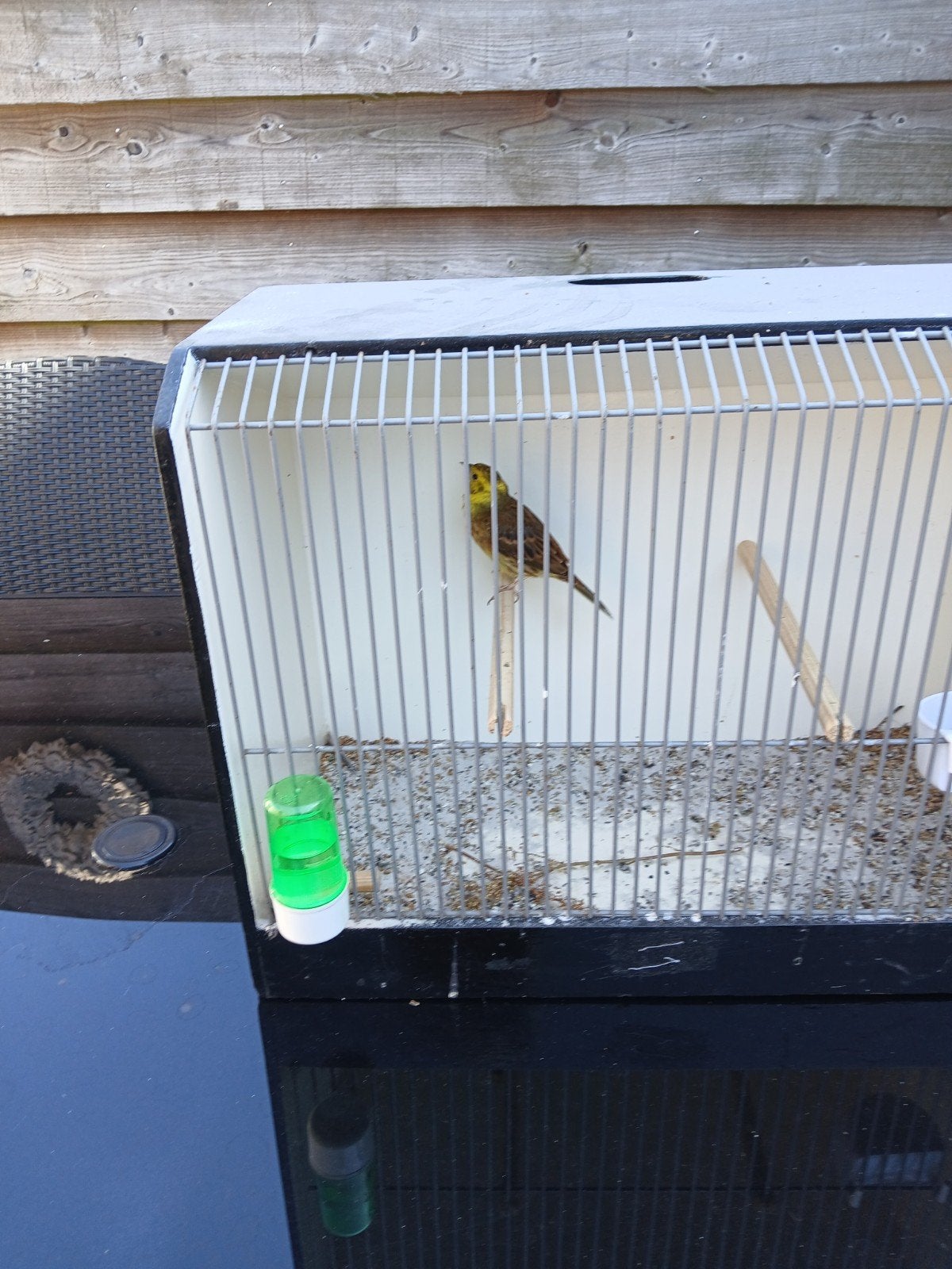 geelgors man, Mannelijk, Wildzangvogel, Geringd