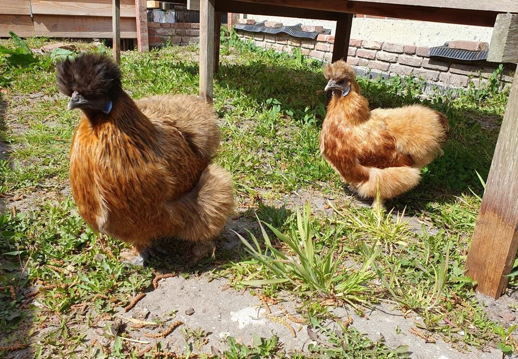 2 mooie zijderhoen leggende kippen 2 jaar oud, Meerdere dieren, Kip